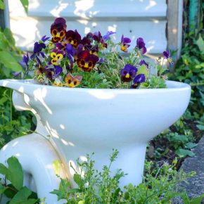 Potty About Pansies